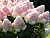 image_6895822_12900476