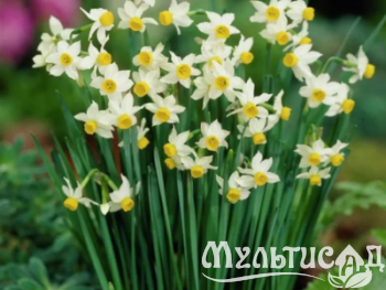Дизайн без названия (5)