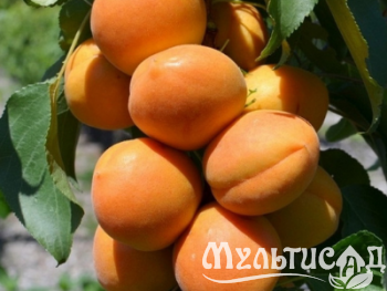 Дизайн без названия (1)