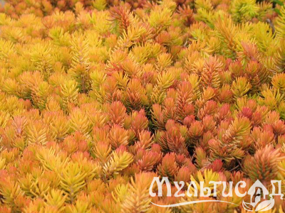 image_8165532_16201319