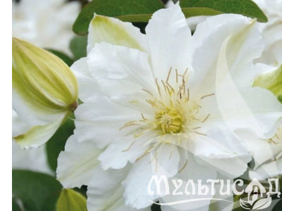 Креатив без названия (40)