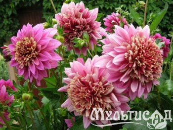 Креатив без названия (94)