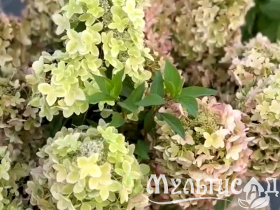 Туя - 2025-11-14T155142.340