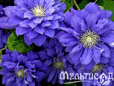 Дизайн без названия (22)