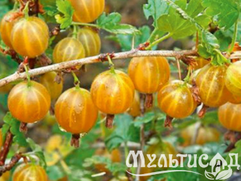 Дизайн без названия (18)