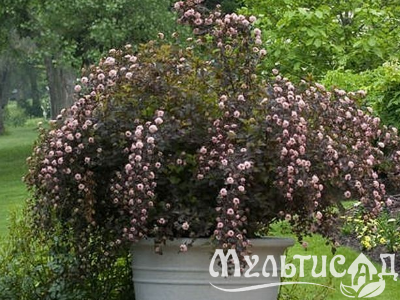 Креатив без названия (4)
