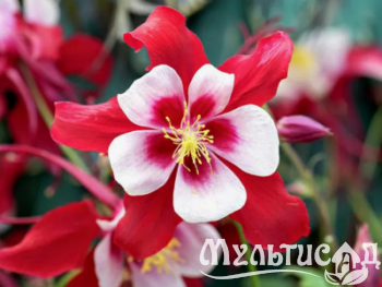 Креатив без названия (100)