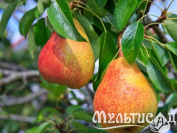 Креатив без названия (6)
