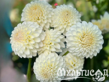 Креатив без названия (89)