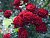 image_8165532_16142887