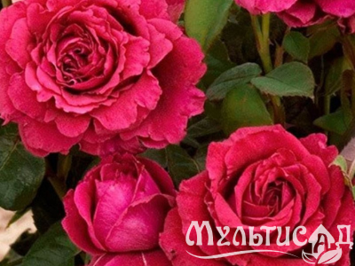 Дизайн без названия (16)