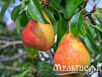 Креатив без названия (6)