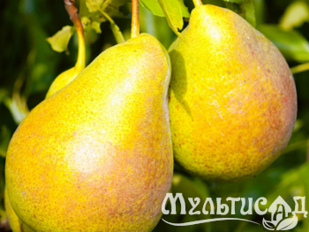 Дизайн без названия (22)