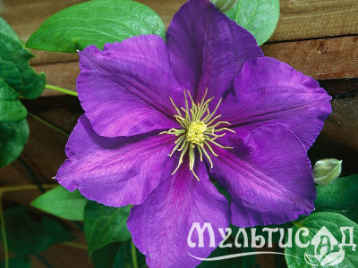 image_7681564_14949309