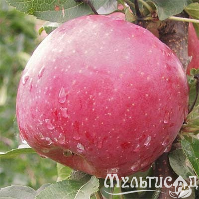 Картинка с сайта