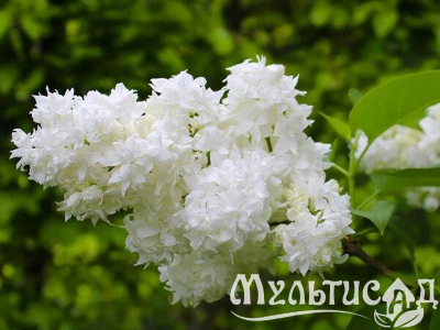 Креатив без названия (5)