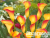 image_8096768_16086246 image_8096768_16086246