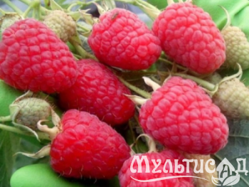 Дизайн без названия (27)