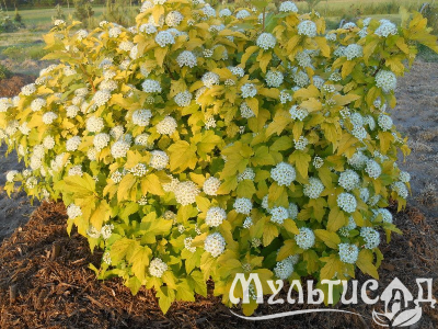 Креатив без названия (2)