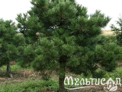 Туя - 2025-11-16T112821.984