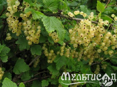 Креатив без названия - 2025-12-07T144114.585