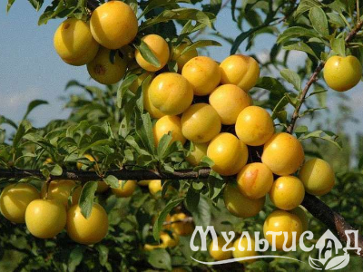 Креатив без названия (17)