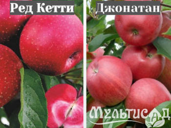 Ноябрьская (28)