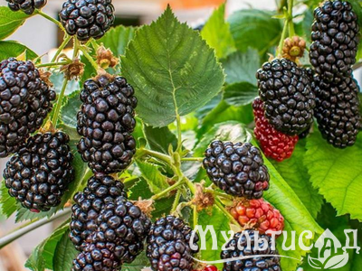 Дизайн без названия (10)