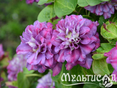 Креатив без названия (7)
