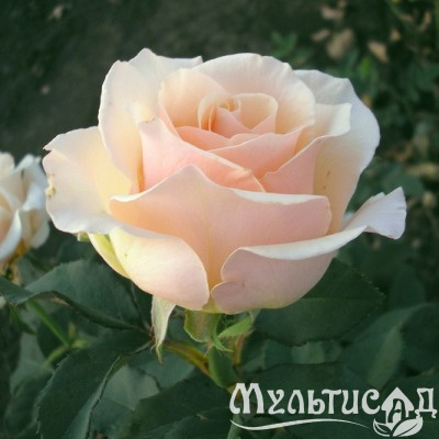 3b34fcdce779bd65cb0b8557f7760115