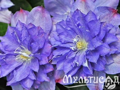image_7681564_14920754