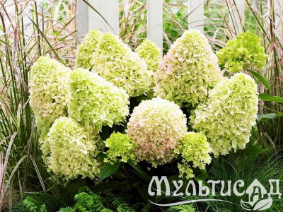 Морозостойкость до -23с - 2025-07-29T143831.958