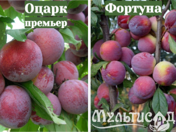 Ноябрьская (15)