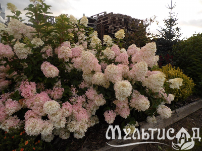 image_8165532_16176128