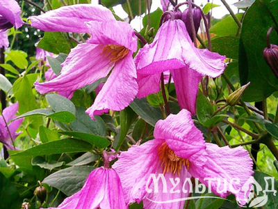 Дизайн без названия (11)