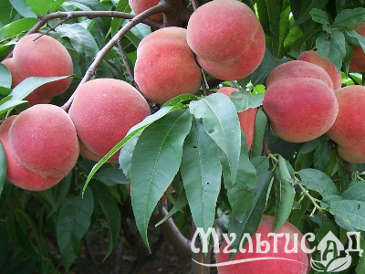 Креатив без названия (3)