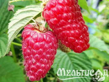 Дизайн без названия (19)