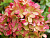 image_8255520_16831380