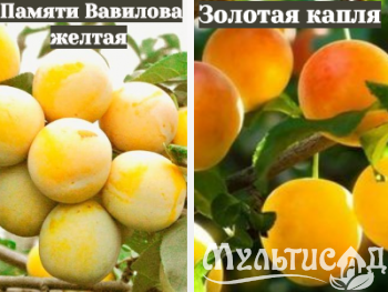 Ноябрьская (19)