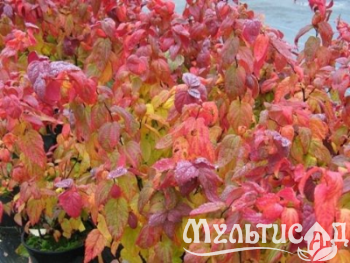 Креатив без названия (7)