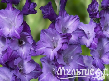 image_8096768_15979913