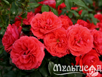 image_8165532_16130488