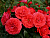 image_8165532_16130488
