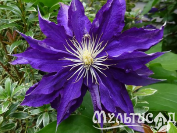 Дизайн без названия (13)