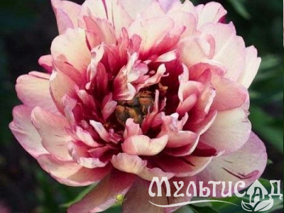 Креатив без названия (30)