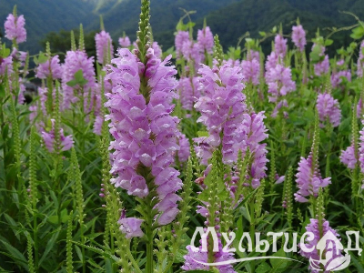 Туя - 2025-11-16T122847.742