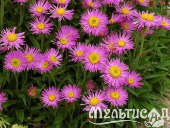Туя (95)