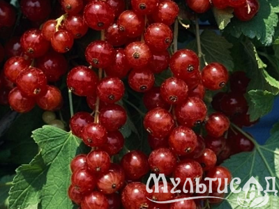 Креатив без названия (11)