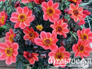 Креатив без названия (98)