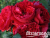 image_8165532_16142514 image_8165532_16142514